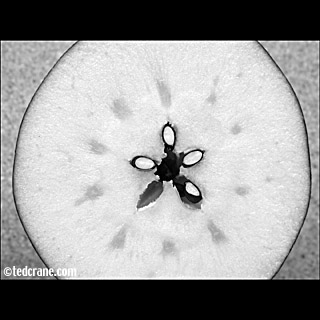 Gala Apple Star (B&W)