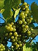 Seyval Grapes at Chateau Lafayette Reneau