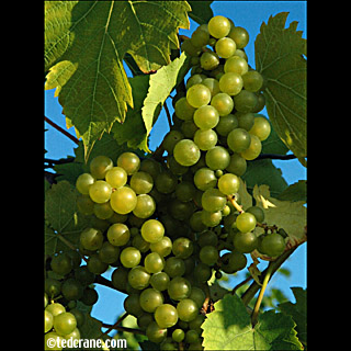 Seyval Grapes at Chateau Lafayette Reneau