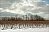 Winter Vines at Hosmer Winery
