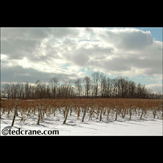 Winter Vines at Hosmer Winery