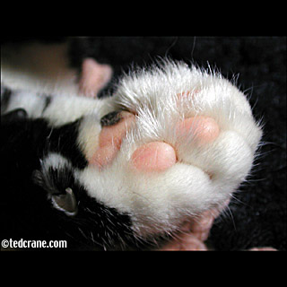 Willsey's Paws