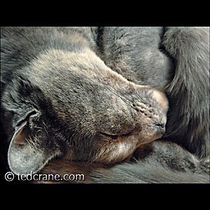 Flying Cloud, Resting