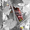 Dr. Frank's Grapes (B&W)