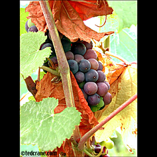 Dr. Frank's Grapes