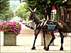 Iron Donkey on the Ithaca Commons