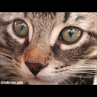 Farmer's Market Kitten