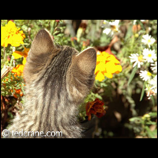 Soft Fur, Scented Flowers