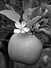 Apple Blossom (B&W)