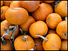 Pumpkins at Iron Kettle Farm