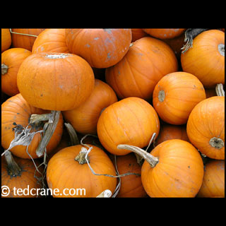 Pumpkins at Iron Kettle Farm