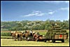 Hay Wagon on Seneca Lake