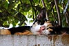 Sleeping Cat, San Juan