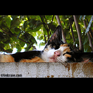 Sleeping Cat, San Juan
