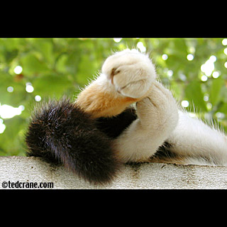 Sleeping Cat Paws, San Juan