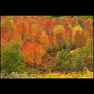 Slow Lane South Autumn