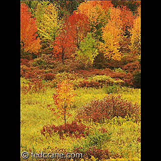Slow Lane Tree Autumn