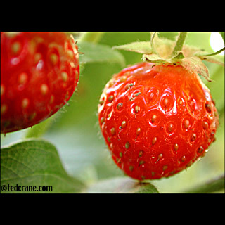 Strawberries at Iron Kettle Farm