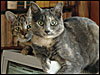 Computer Cats