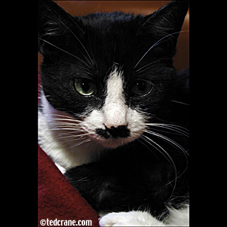 Willsey and Her Blanket